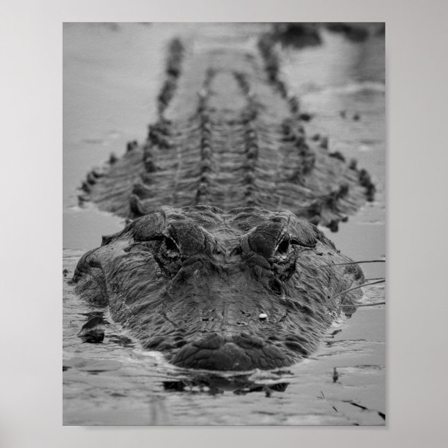 American Alligator Staring Down - Wildlife Photo Poster (Framsidan)