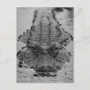 American Alligator Staring Down - Wildlife Photo Vykort
