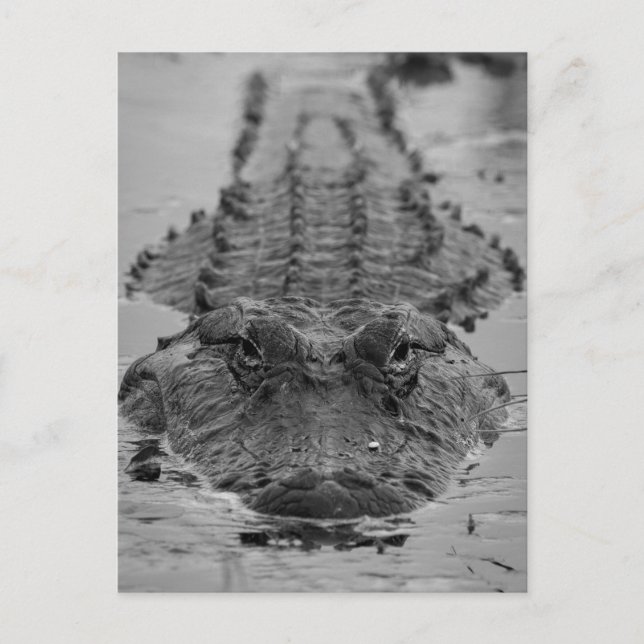 American Alligator Staring Down - Wildlife Photo Vykort (Framsida)