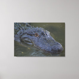 American Alligator Wildlife Photography Canvastryck