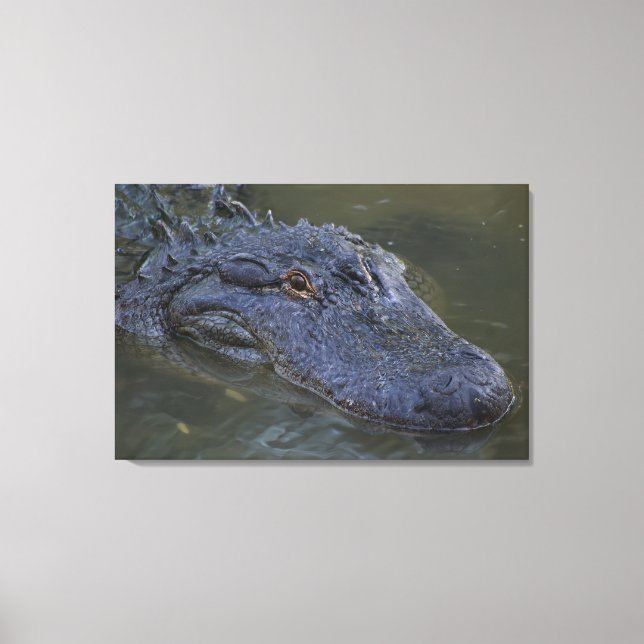 American Alligator Wildlife Photography Canvastryck (Framsida)