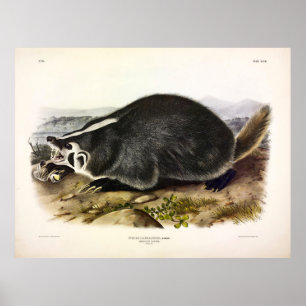 American Badger (Taxidea taxus) av Audubon Poster