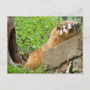 American Badger: Uppringningssamtal Vykort