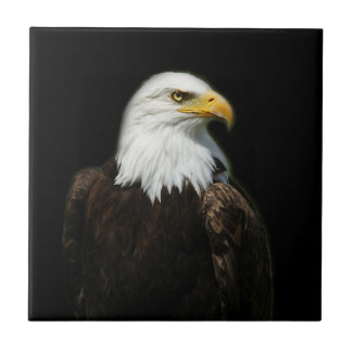 American Bald Headed Eagle Wildlife Bird Photo Kakelplatta