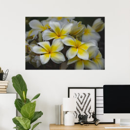 American Beauty, Blommigt Gult Plumeria Poster