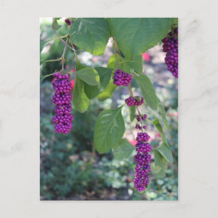 American Beautyberry # 1 Vykort