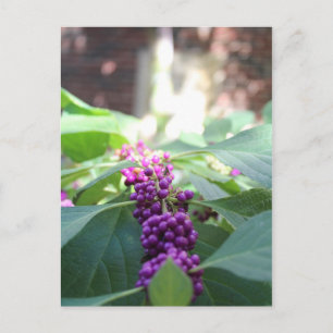 American Beautyberry # 3 Vykort