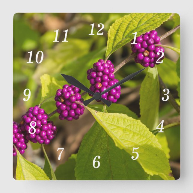 American Beautyberry Wall Clock Fyrkantig Klocka (Framsida)