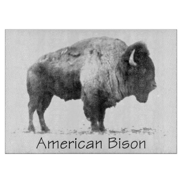 American Bison (Framsidan)
