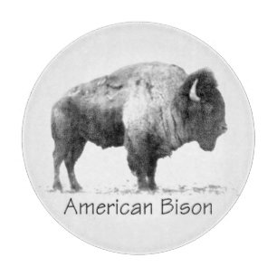 American Bison