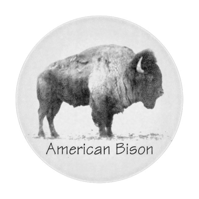 American Bison (Framsidan)
