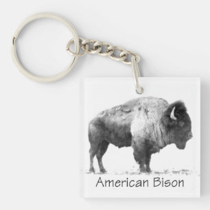 American Bison