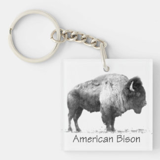 American Bison