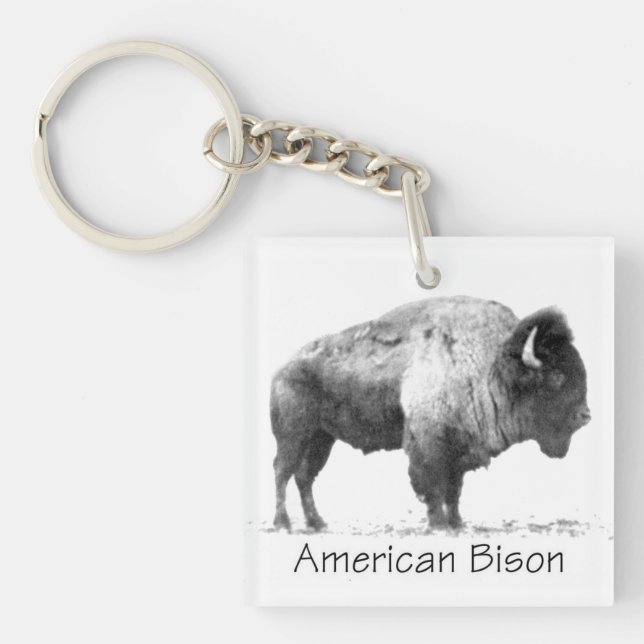 American Bison (Framsidan)