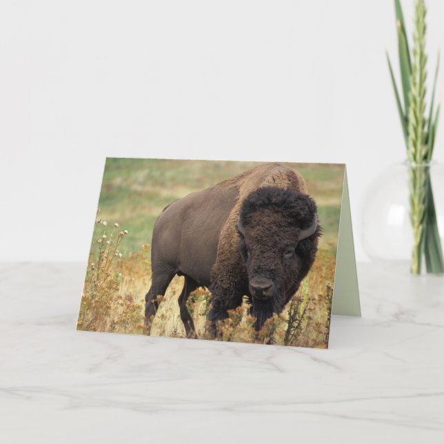 American Bison/Buffalo Birthday Card Kort (Framsida)