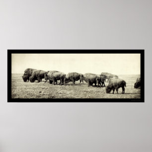 American Bison Buffalo Photo 1906 Poster