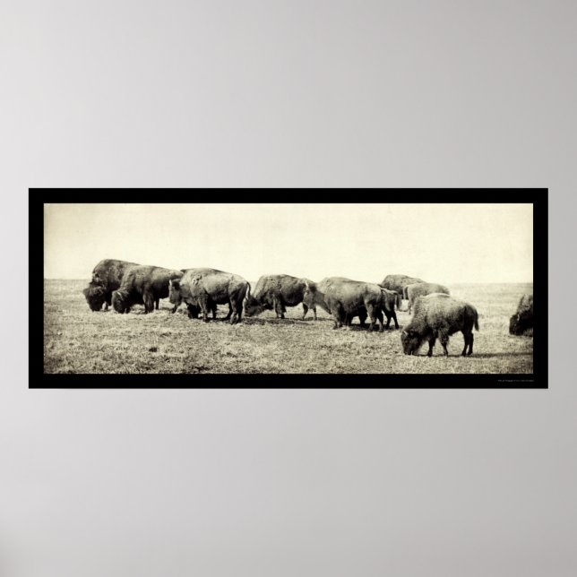 American Bison Buffalo Photo 1906 Poster (Framsidan)