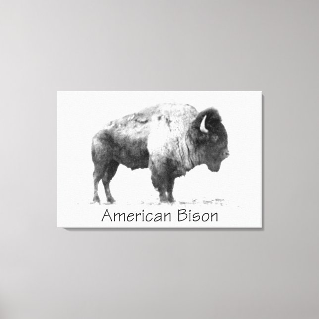 American Bison Canvastryck (Framsida)