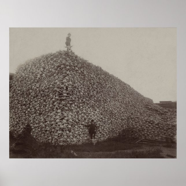 American Bison Döskallars to be Ground for Fertili Poster (Framsidan)