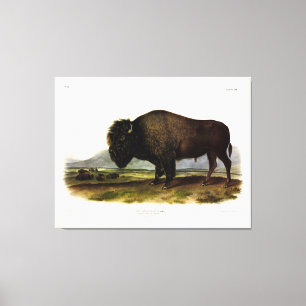 American Bison, eller Buffalo (Bison bison) - Audu Canvastryck