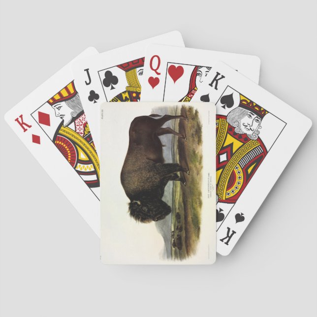 American Bison, eller Buffalo (Bison bison) - Audu Casinokort (Baksidan)