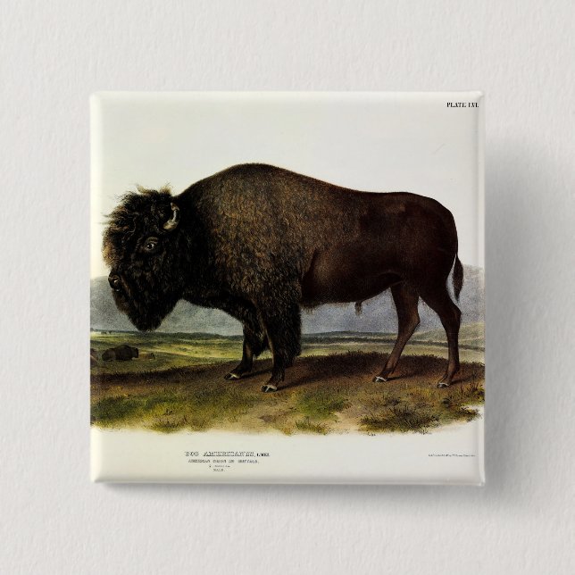 American Bison, eller Buffalo (Bison bison) - Audu Knapp (Framsida)