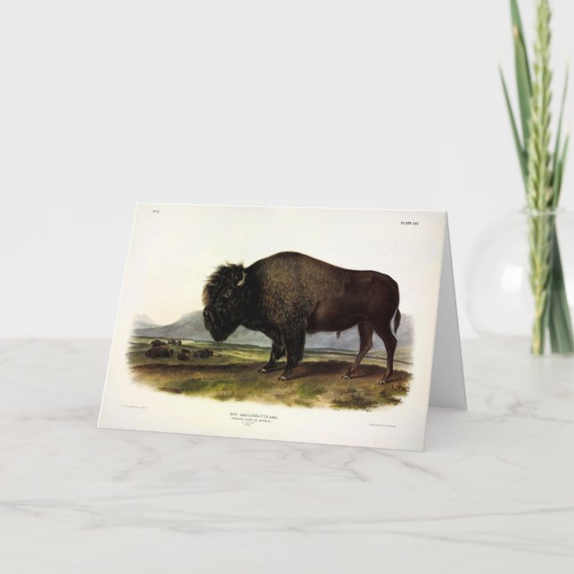 American Bison, eller Buffalo (Bison bison) - Audu Kort (Framsida)