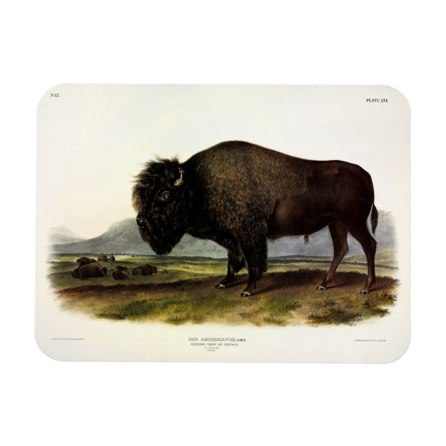 American Bison, eller Buffalo (Bison bison) - Audu Magnet (Horisontell)
