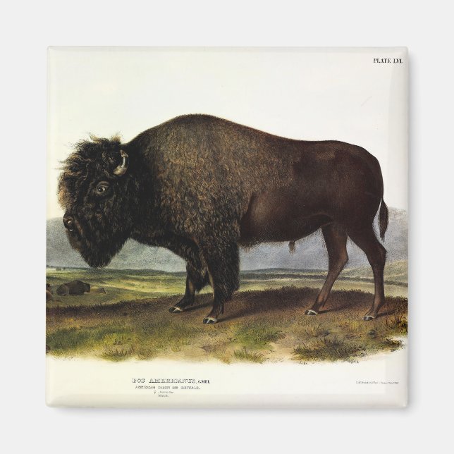 American Bison, eller Buffalo (Bison bison) - Audu Magnet (Framsidan)