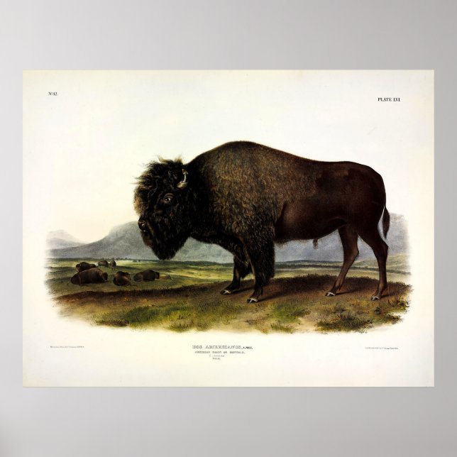 American Bison, eller Buffalo (Bison bison) - Audu Poster (Framsidan)