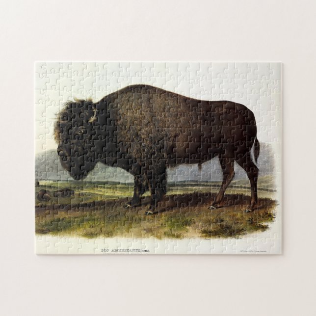 American Bison, eller Buffalo (Bison bison) - Audu Pussel (Horisontell)