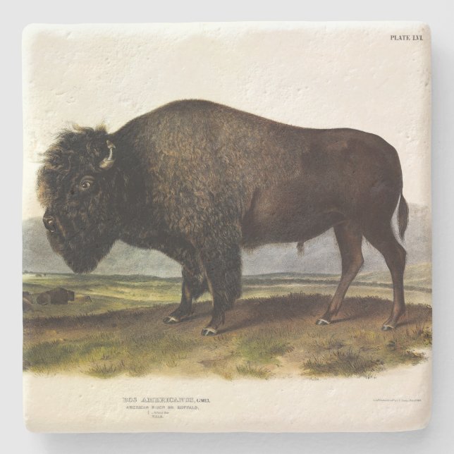 American Bison, eller Buffalo (Bison bison) - Audu Stenunderlägg (Framsidan)