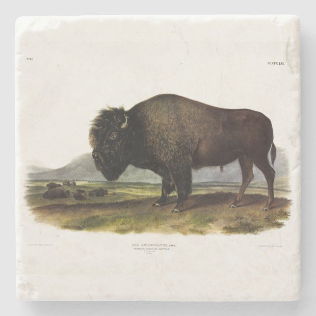 American Bison, eller Buffalo (Bison bison) - Audu Stenunderlägg (Framsidan)