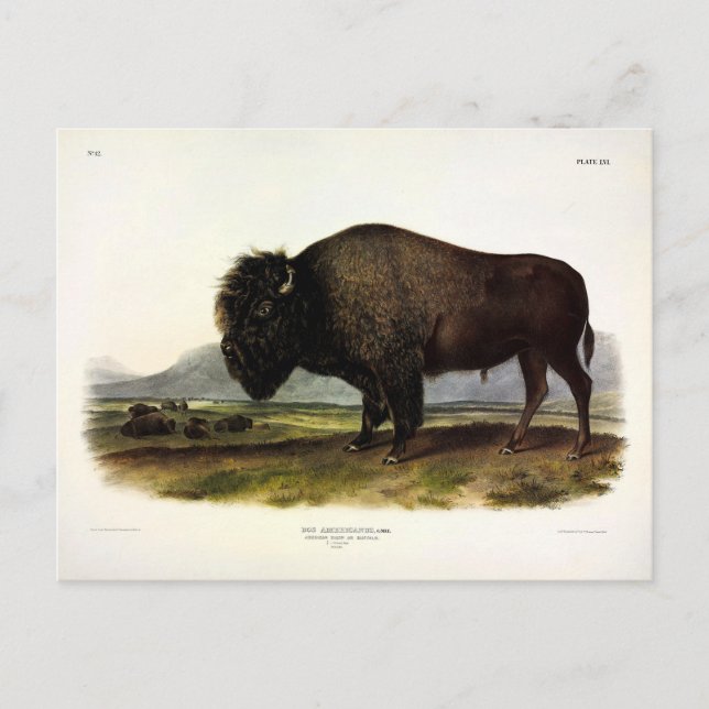 American Bison, eller Buffalo (Bison bison) - Audu Vykort (Framsida)