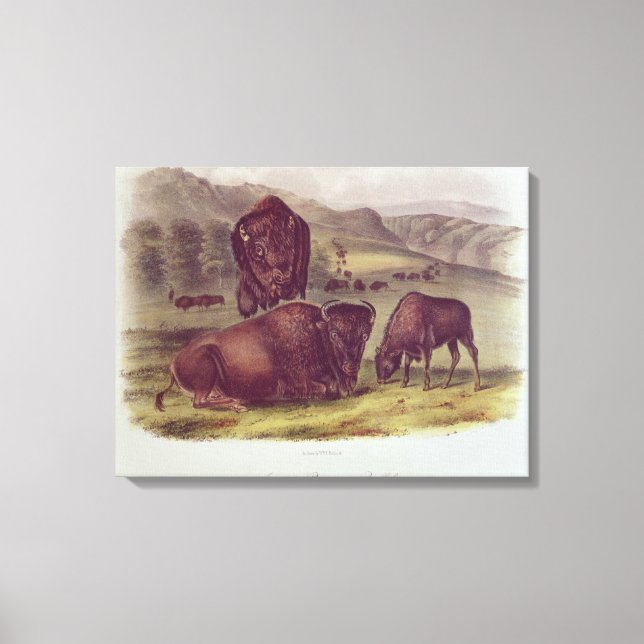 American Bison eller Buffalo Canvastryck (Framsida)