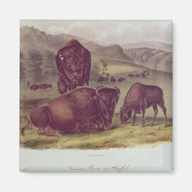 American Bison eller Buffalo Magnet (Framsidan)