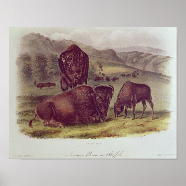 American Bison eller Buffalo Poster (Framsidan)