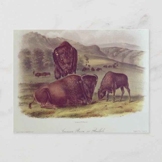 American Bison eller Buffalo Vykort (Framsida)