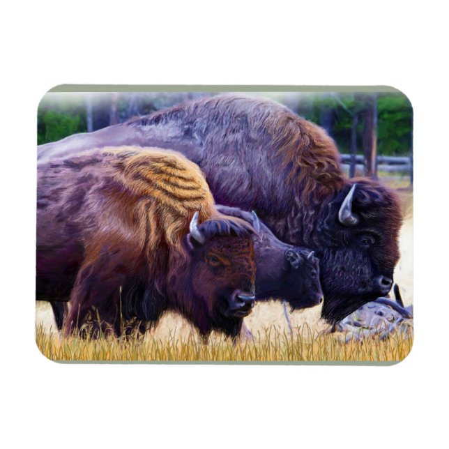 American Bison Family Magnet (Horisontell)