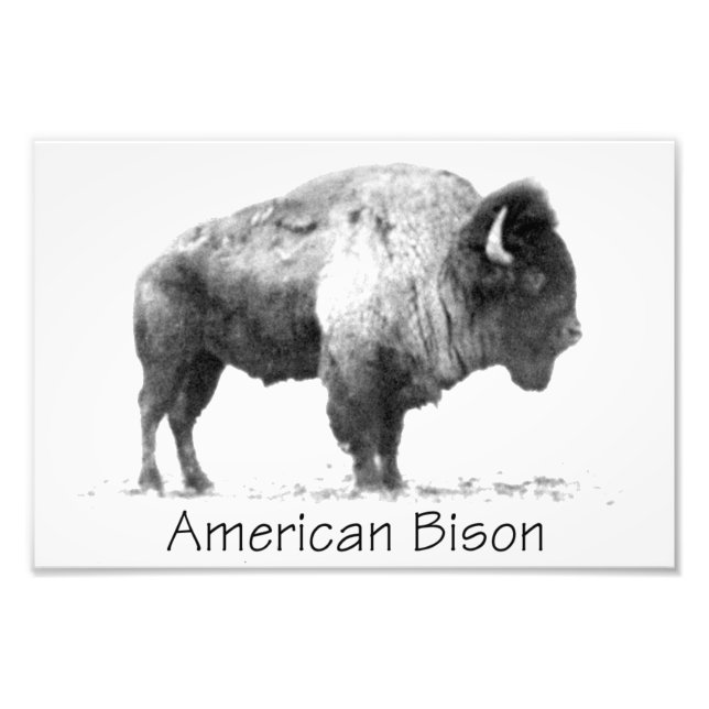 American Bison Fototryck (Framsidan)