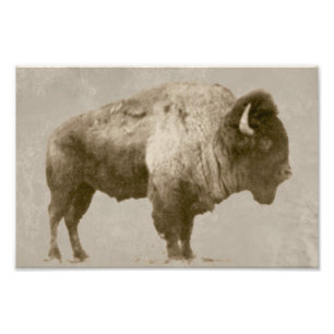 American Bison Fototryck