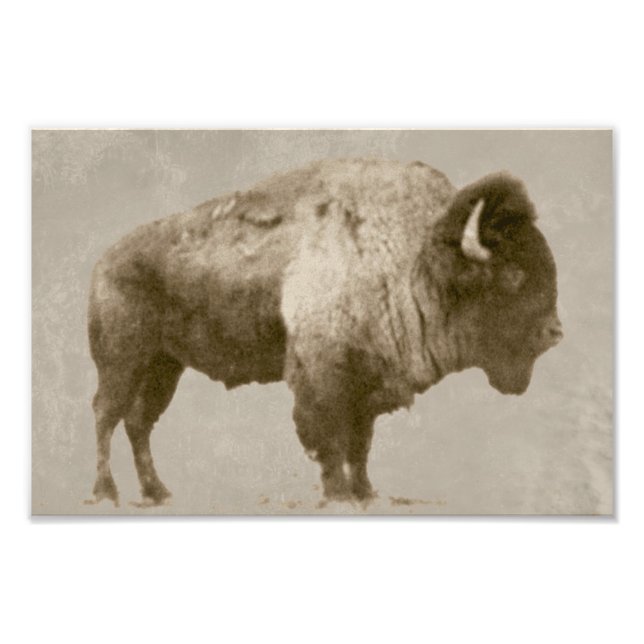 American Bison Fototryck (Framsidan)
