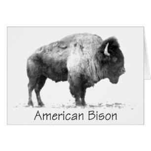 American Bison Hälsningskort