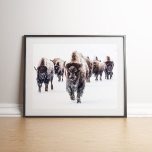 American Bison Herd in Snö Wall Art Poster