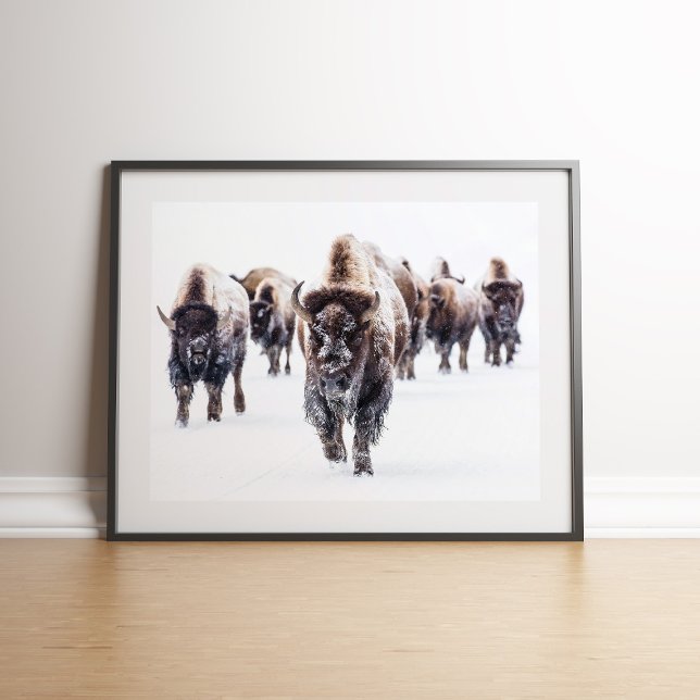 American Bison Herd in Snö Wall Art Poster (American Bison Herd in Snow Wall art on the floor againt white wall)