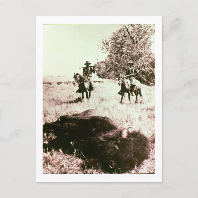 American Bison Hunters (bild b/w) Vykort (Framsida)