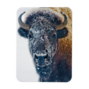 American Bison i Snö vid Yellowstone NP Magnet