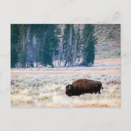 American Bison in Yellowstone National Park Vykort