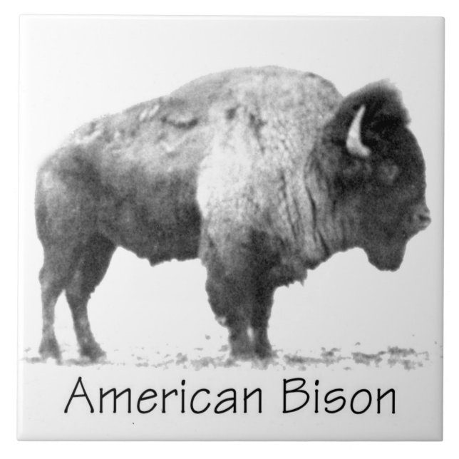 American Bison Kakelplatta (Framsidan)
