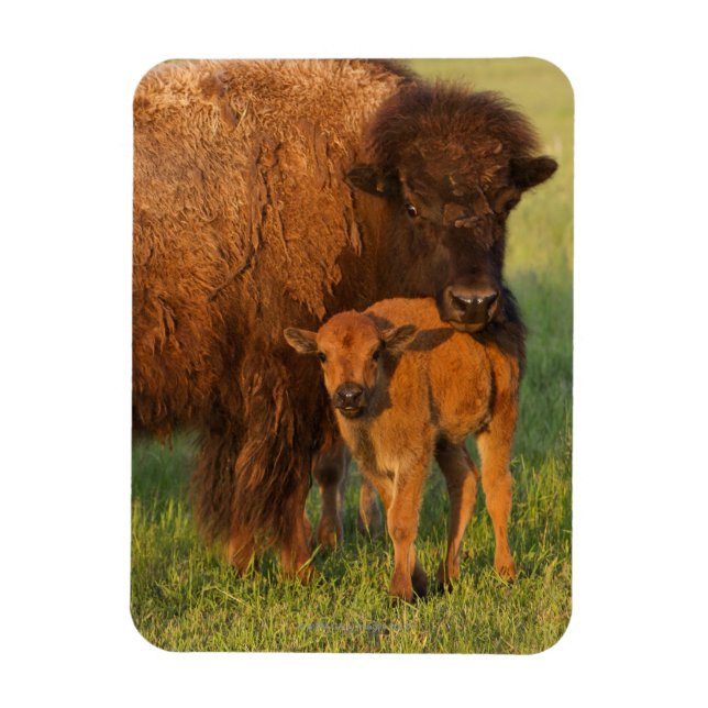 American Bison ko and calf, North Dakota Magnet (Vertikal)